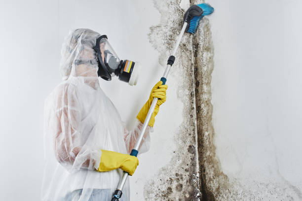 Best Post-Flood Mold Remediation in Logan, UT