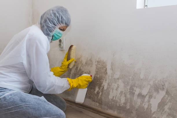 Health and Safety Mold Remediation