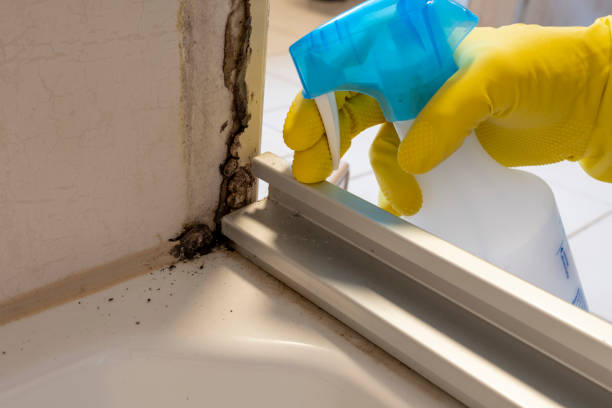 Best Bathroom Mold Remediation in Logan, UT