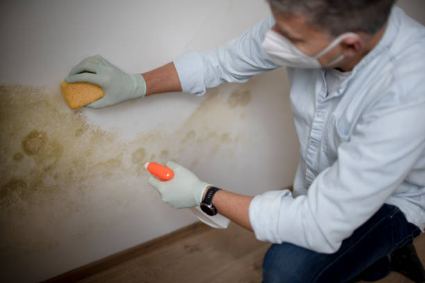 Best Residential Mold Remediation in Logan, UT