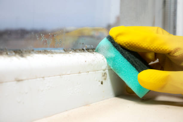 Best Kitchen Mold Remediation in Logan, UT