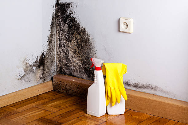 Best Localized Mold Remediation (e.g., coastal areas, humid climates) in Logan, UT