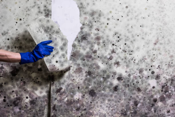 Best Preventive Mold Services in Logan, UT