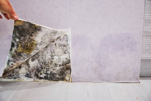 Best Attic Mold Remediation in Logan, UT